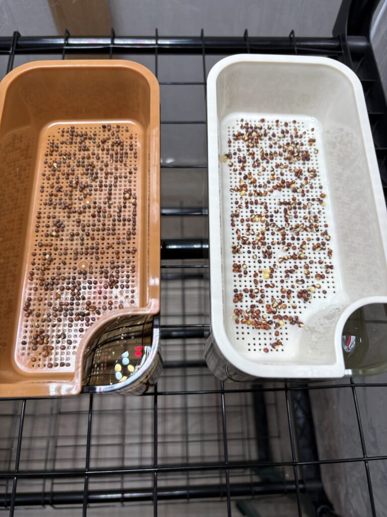 遮光した方が発芽が早い