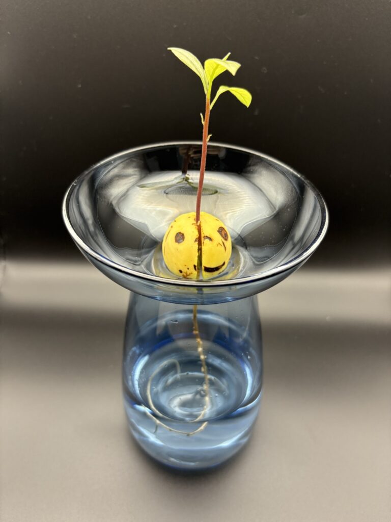 アボカドの水耕栽培