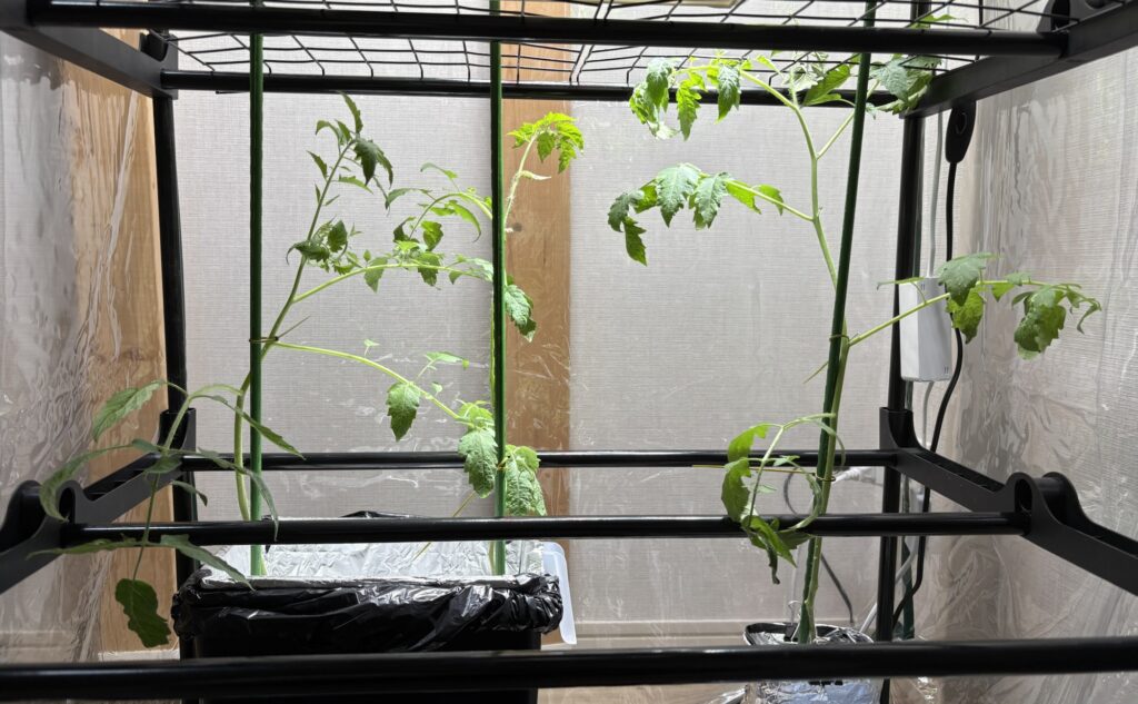 58日目のミニトマト