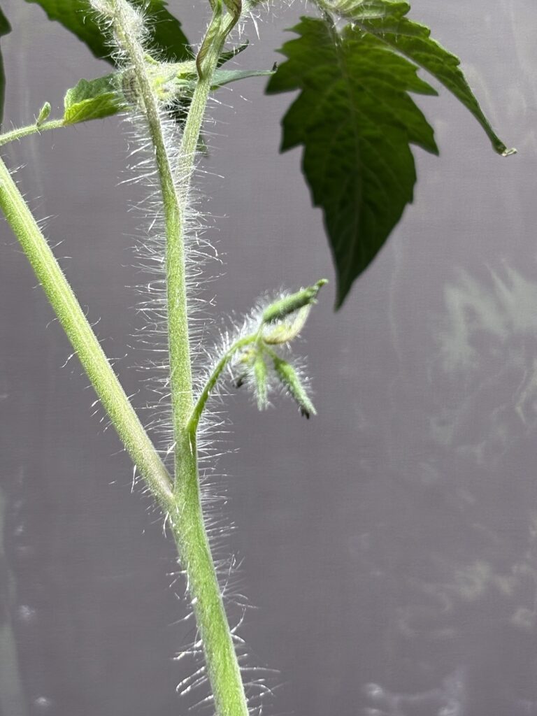 ミニトマトにつぼみができました