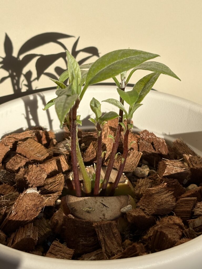 土で栽培中のアボカド