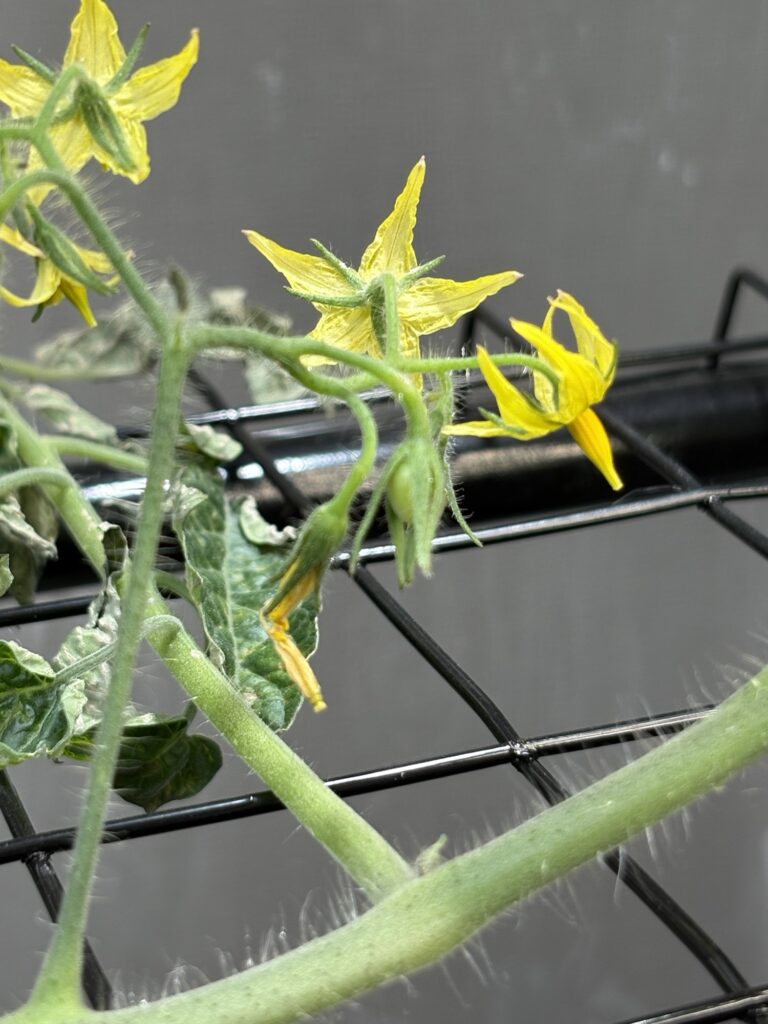 97日目、着果を確認