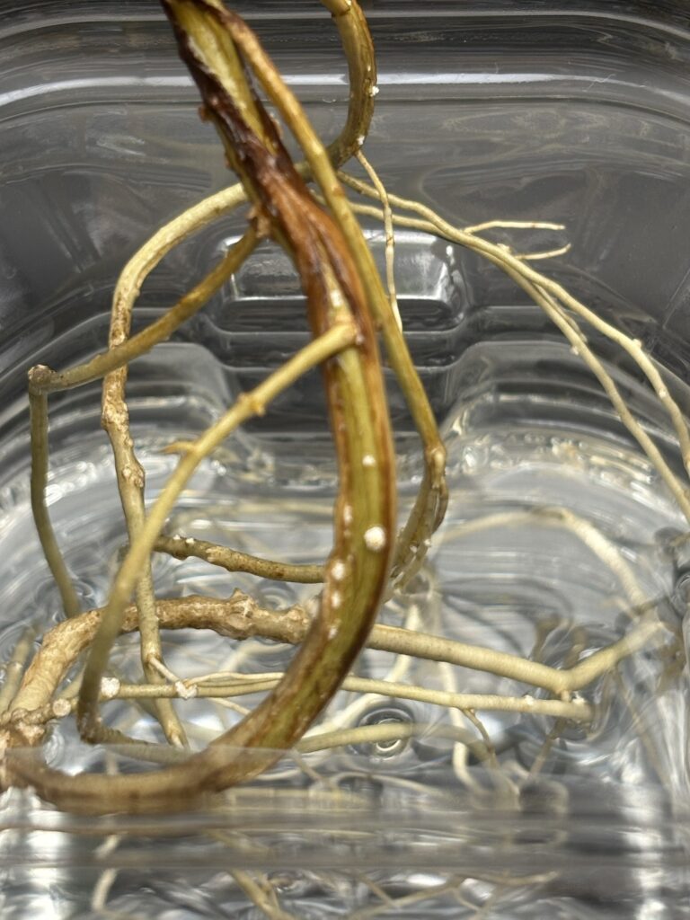 肥料の与えすぎによりアボカドの根が裂けている