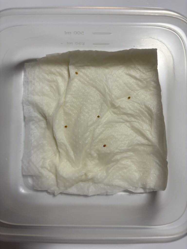 タッパーに濡らしたキッチンペーパーを敷き、その上に種をまきます