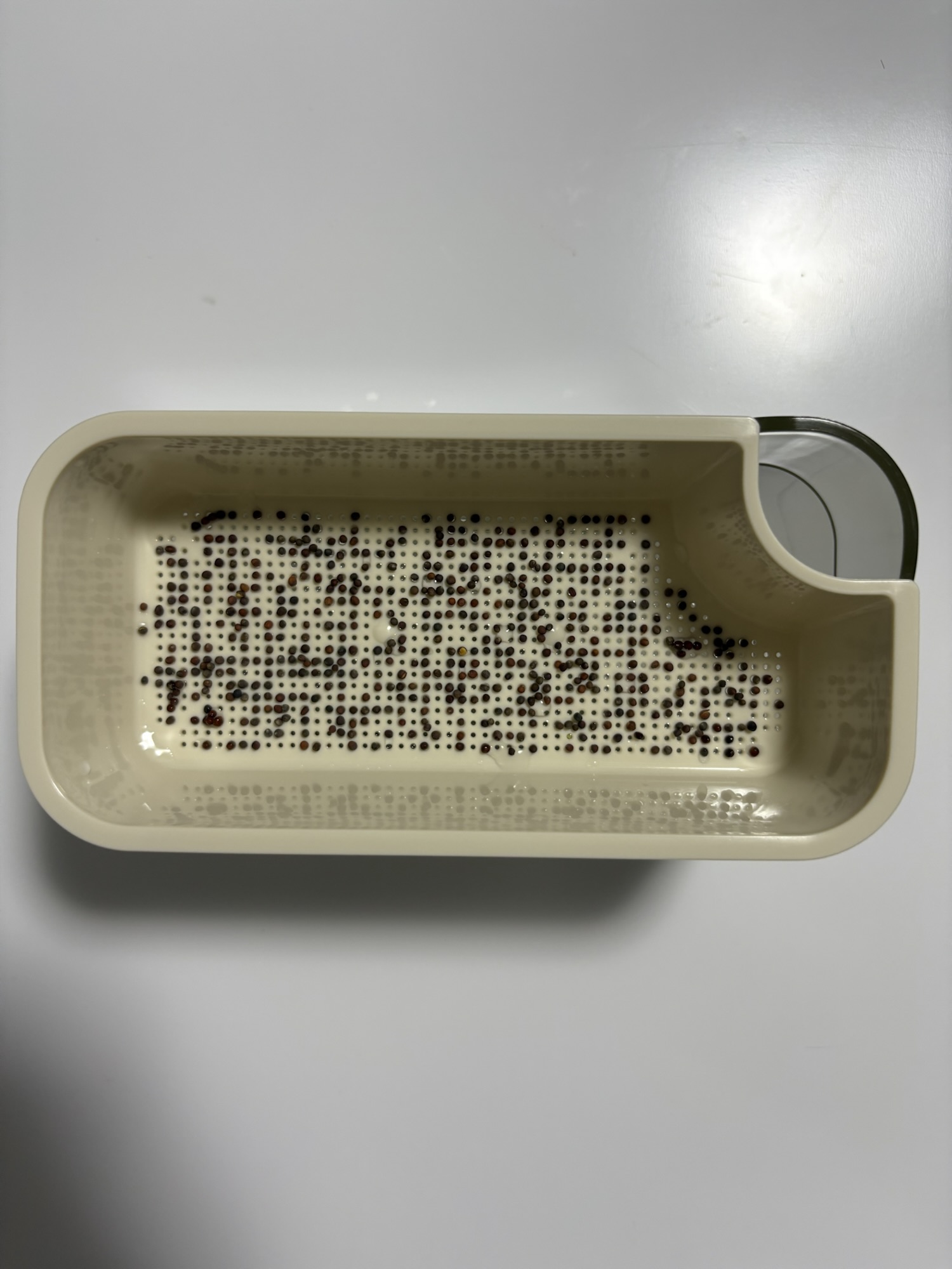 種をなるべく均一に全体にまきます