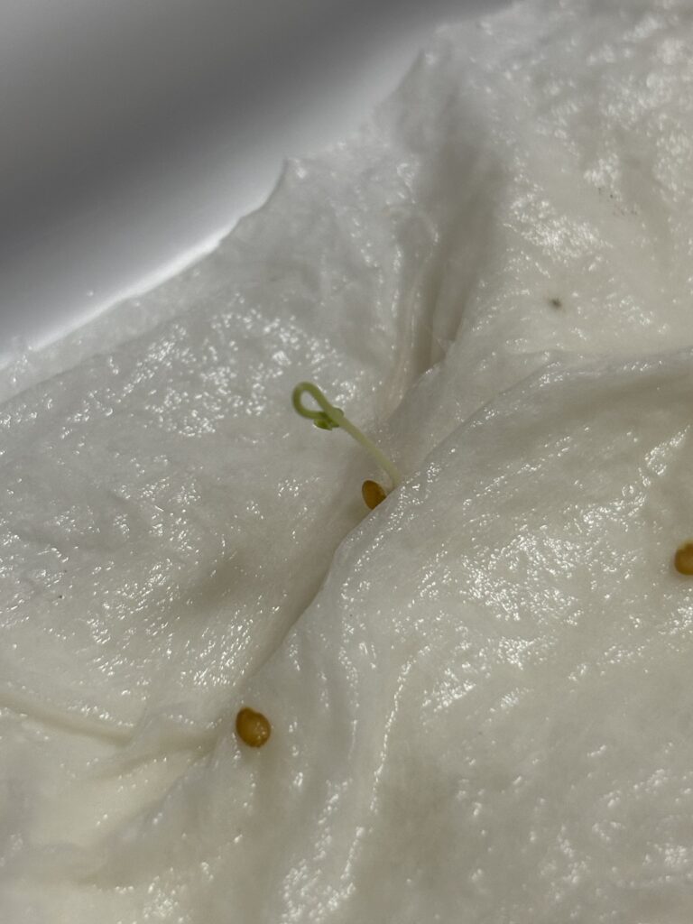 種をまいてから3日目、1つだけ発芽しています