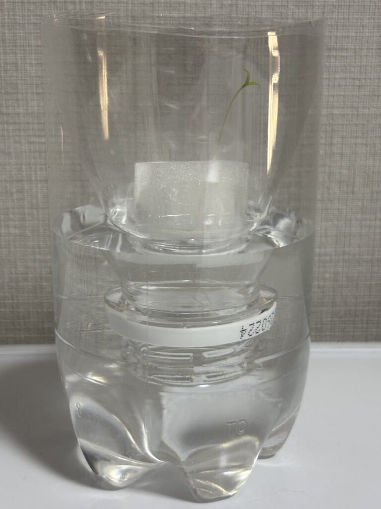 スポンジを水耕栽培容器にセットし、スポンジが半分浸かるぐらいまで水を入れます