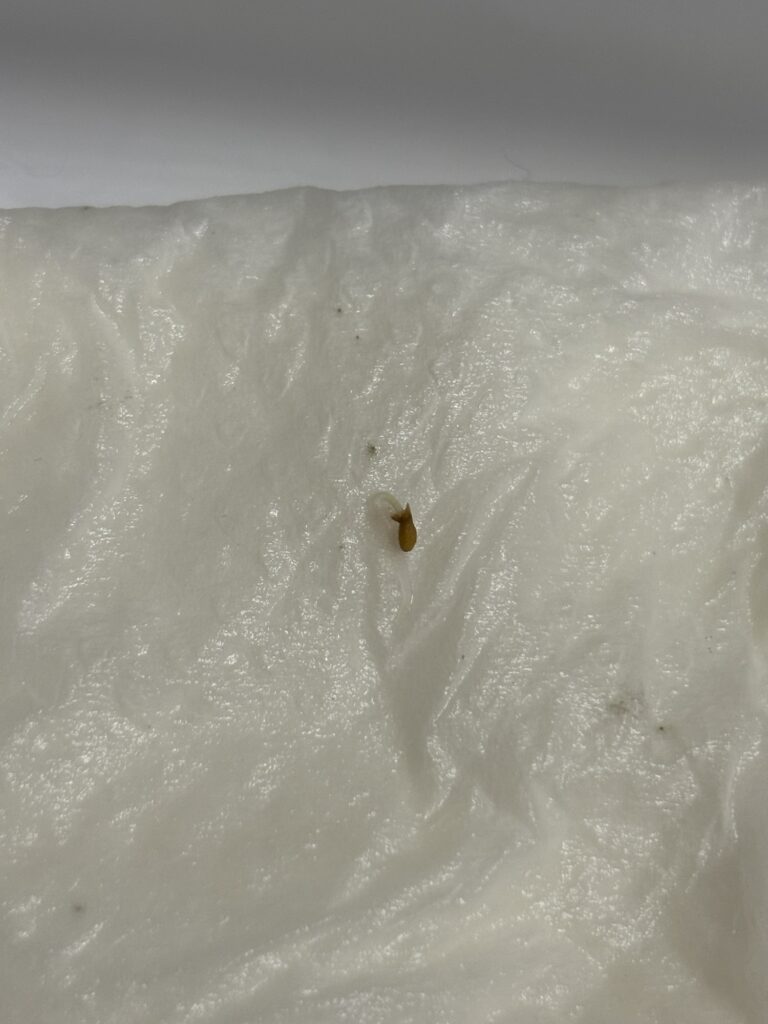 こちらも少しですが発根しています