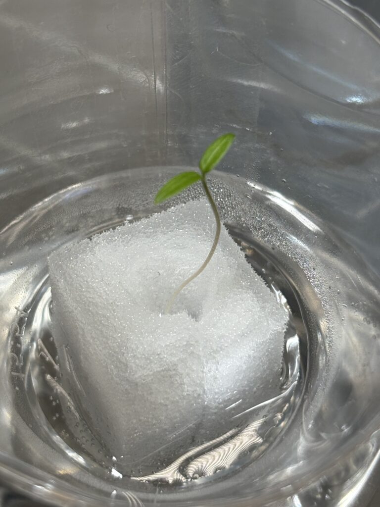 定植の翌日、光を浴びて双葉が大きくなっています