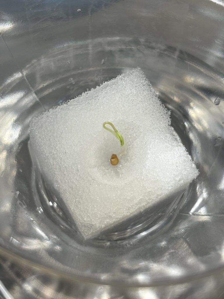 種まきから5日目、もう1つ定植しました