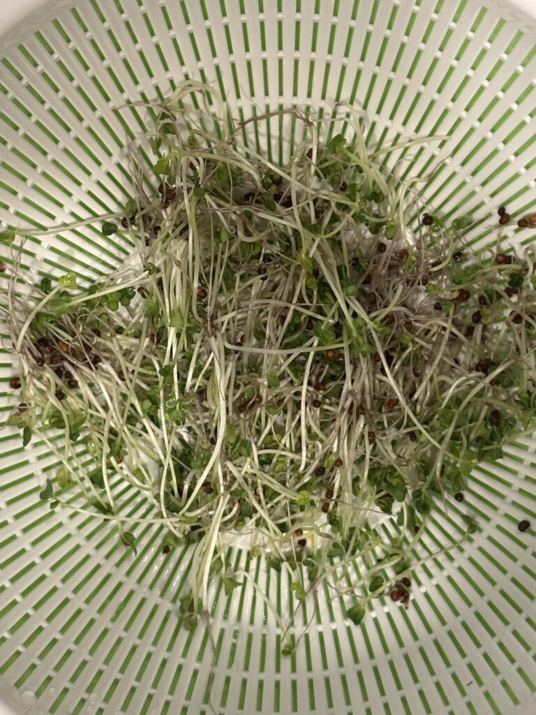 種まきから7日目に収穫できました