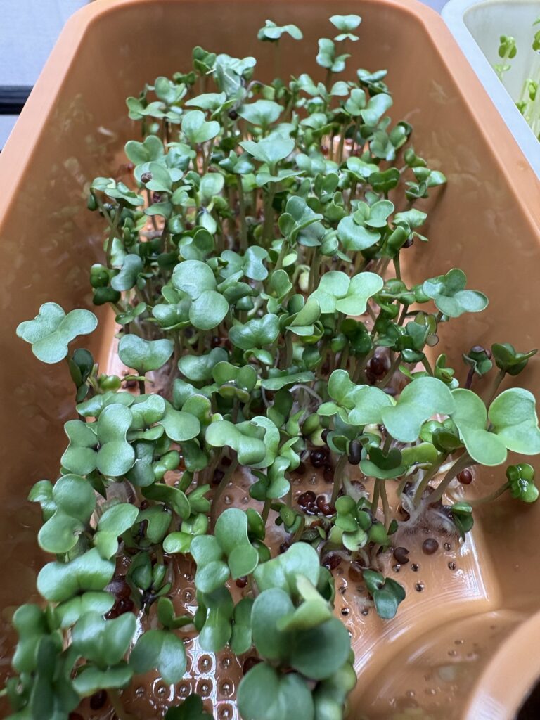 葉が大きく、茎もしっかり育っています