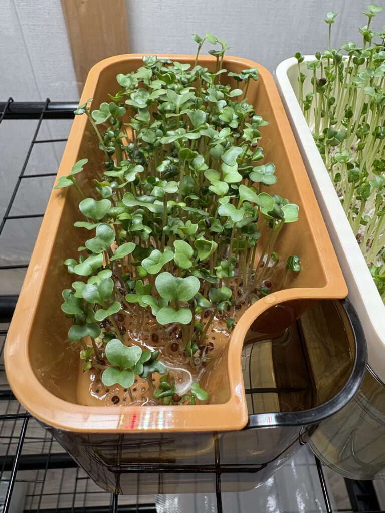 種まきから5日、植物育成ライトあり