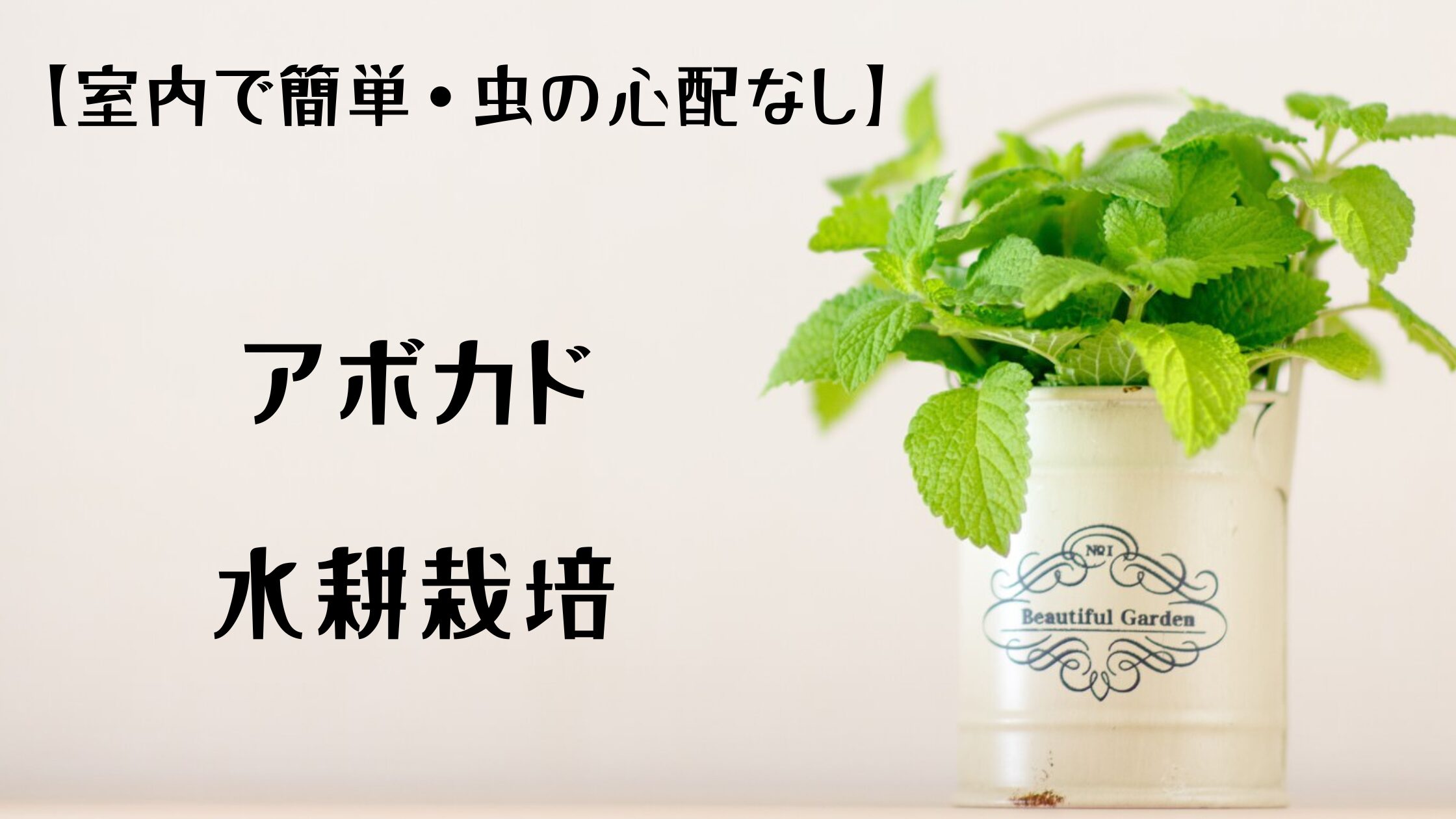 【室内で簡単・虫の心配なし】アボカド水耕栽培