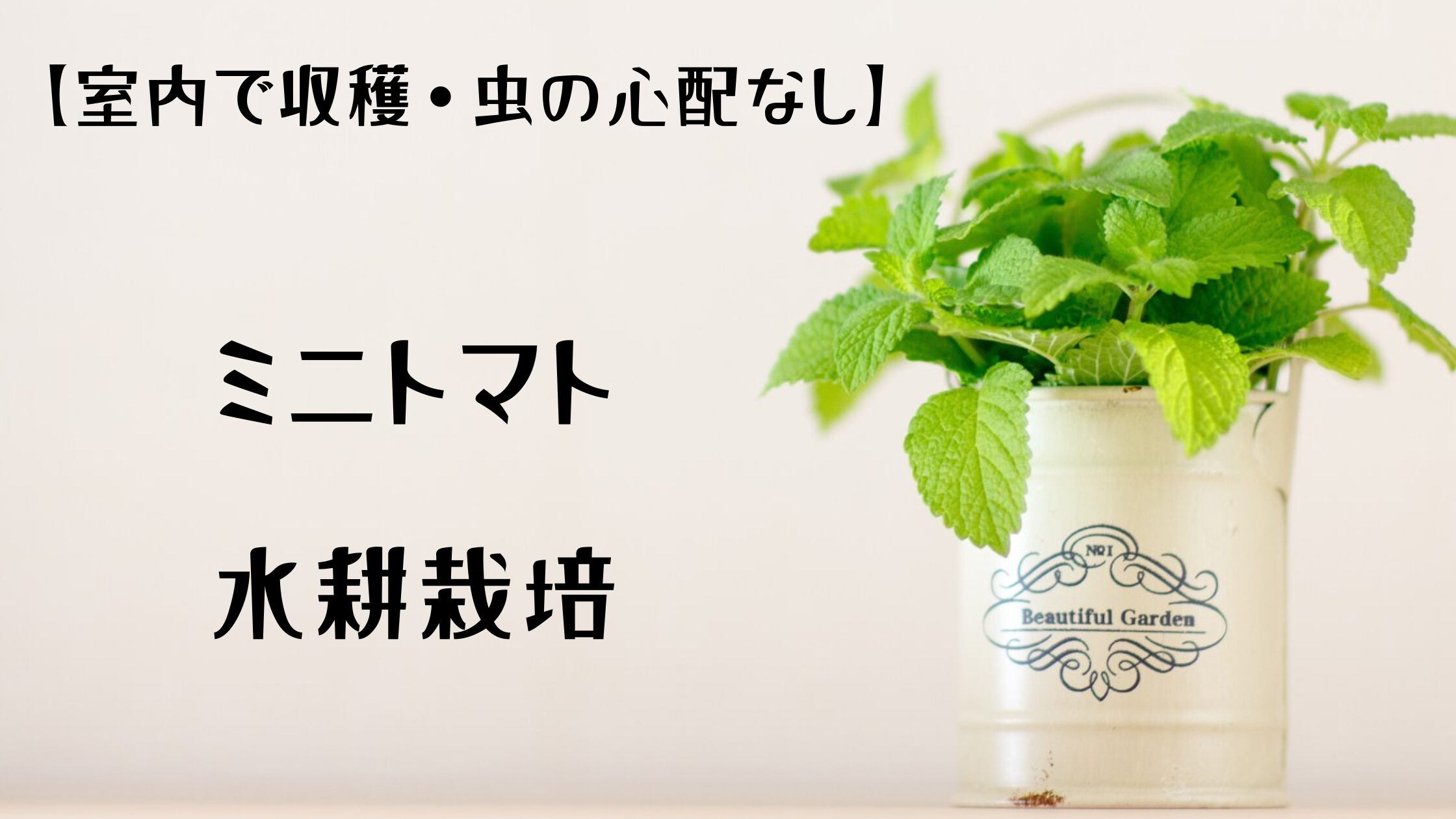 【室内で収穫・虫の心配なし】ミニトマト水耕栽培