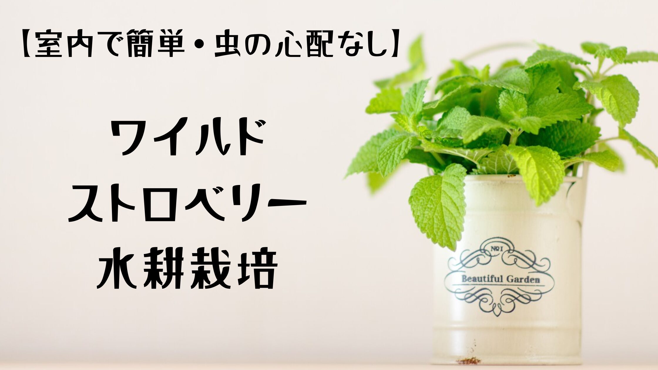 ワイルドストロベリー水耕栽培