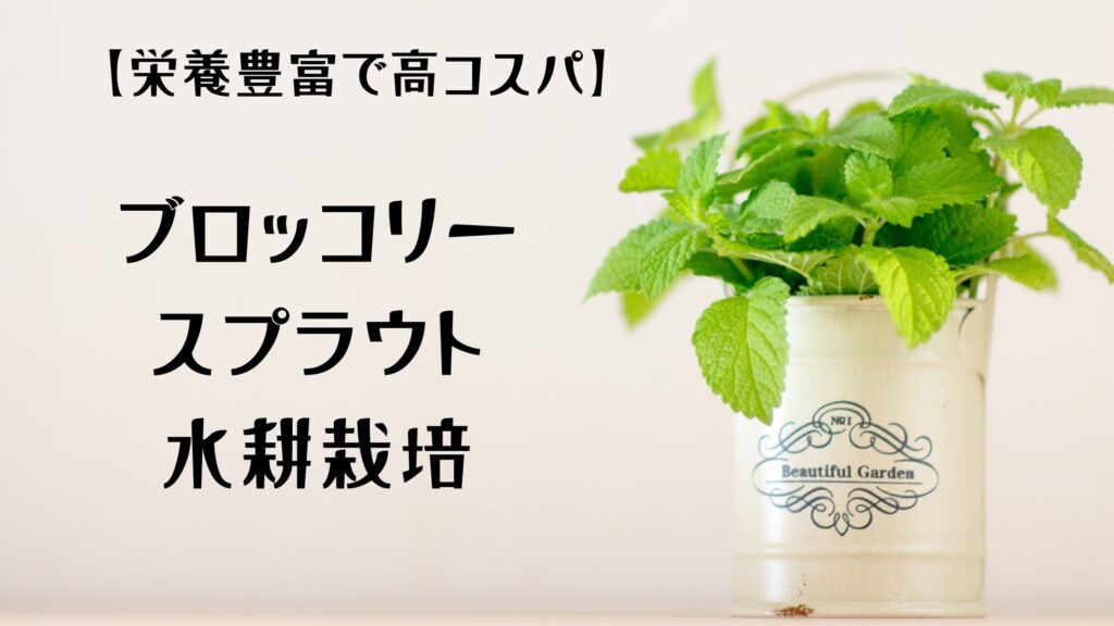 ブロッコリースプラウトの水耕栽培