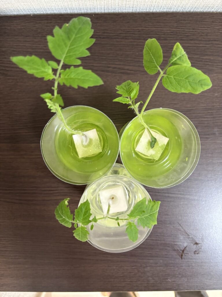 28日目のミニトマト