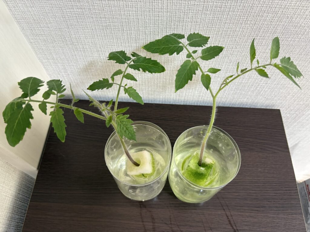 35日目のミニトマト