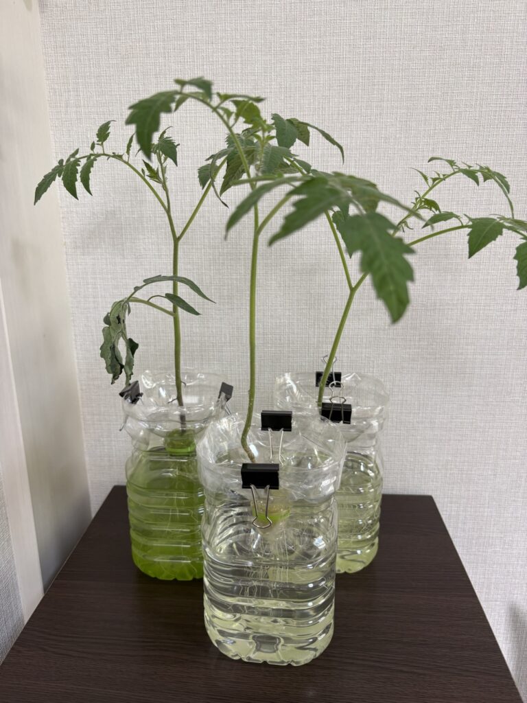 44日目のミニトマト